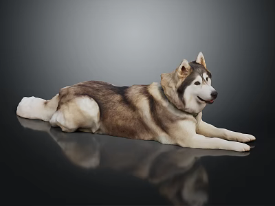 Siberian Husky Dog Lying on Black Surface With Reflective Background and Brown White Coat 3d model