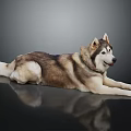 Siberian Husky Dog Lying on Black Surface With Reflective Background and Brown White Coat