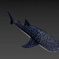 Spotted Black and White Whale Shark Game and Movie Character Marine Creature Design