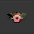 Fresh Red Apple With Heart Shaped Green Vines Leaves On Top Against Dark Background