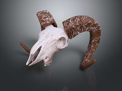 White Ram Skull Decorative Ornament Set With Textured Brown Horns For Home Decor 3d model