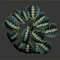 Vibrant Green Houseplant With Striking Striped Foliage For Indoor Decor