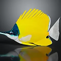 Vibrant Yellow Fish With Blue Head White Tail Fan Like Dorsal Fin And Long Snout