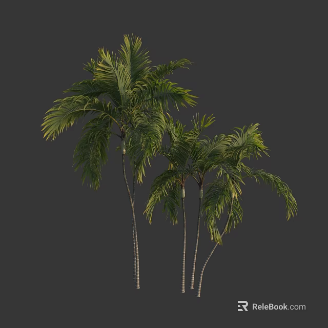 Tall Palm Trees With Slender Trunks And Lush Green Foliage In Natural Landscape 3d model 