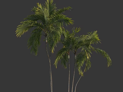 Tall Palm Trees With Slender Trunks And Lush Green Foliage In Natural Landscape 3d model