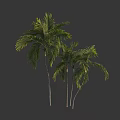 Tall Palm Trees With Slender Trunks And Lush Green Foliage In Natural Landscape
