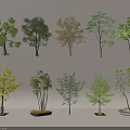 Various Types Of Decorative Trees With Different Foliage And Potted Designs