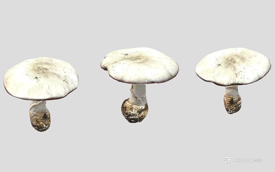 Three Fresh Whole White Mushrooms With Roots On Gray Background 3d model 