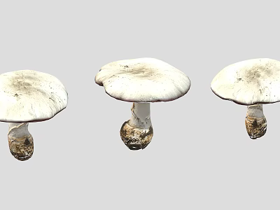 Three Fresh Whole White Mushrooms With Roots On Gray Background 3d model