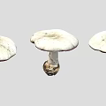 Three Fresh Whole White Mushrooms With Roots On Gray Background
