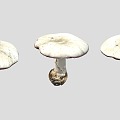 Modern Mushroom Tricholoma matsutake 3d model