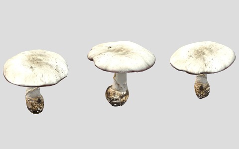 Modern Mushroom Tricholoma matsutake 3d model