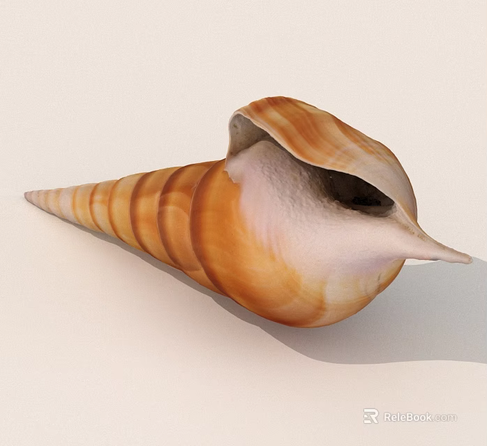 Cone Shaped Conch Shell With Orange Brown Stripes Open Mouth And White Interior 3d model