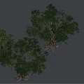 Green Arborescent Trees with Lush Foliage Thick Trunks and Various Sizes