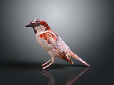 Red Brown Sparrow Standing on Dark Surface with Clear Reflection 3d model