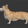 Realistic Corgi Statue With Tongue Out Standing On Reflective Black Surface