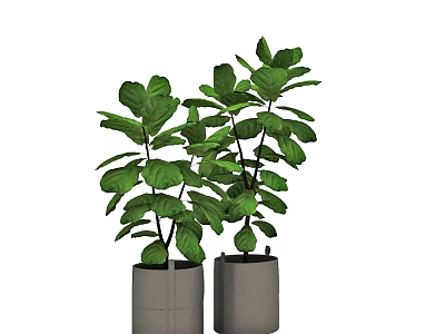 Two Green Leafy Bonsai Potted Plants With Lush Foliage In Modern Gray Planters 3d model
