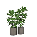 Two Green Leafy Bonsai Potted Plants With Lush Foliage In Modern Gray Planters