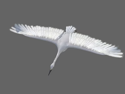 Graceful White Flying Bird with Spread Wings Against Gray Sky 3d model
