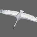 Graceful White Flying Bird with Spread Wings Against Gray Sky 3d model
