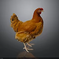 Vibrant Orange Chicken Standing With Bright Feathers On Dark Background