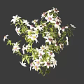 Lush Green Vines With White Flowers And Fresh Leaves On Gray Background