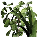 Three Lush Bonsai Potted Plants with Patterned Planters and Green Leaves