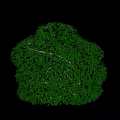 Lush Green Round Shaped Shrub With Dense Foliage And Neatly Trimmed Appearance