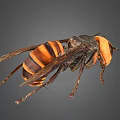 Wasp with black and orange stripes large compound eyes spread wings and detailed body