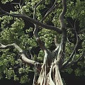 Natural Arbor With Lush Green Foliage And Thick Textured Trunk