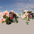 Potted Ornamental Shrubs Featuring Pink Flowers And Green Leaves For Garden Decoration