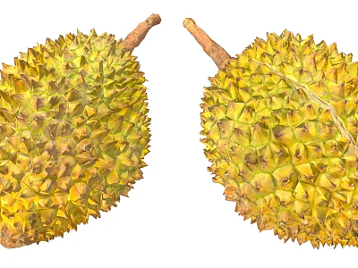 Two Fresh Ripe Durian Fruits With Spiky Yellow Shells And Natural Stems 3d model