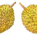 Two Fresh Ripe Durian Fruits With Spiky Yellow Shells And Natural Stems
