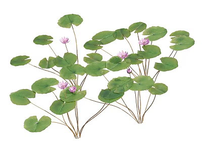 Aquatic Plants With Green Floating Leaves And Pink Blossoms In Water 3d model