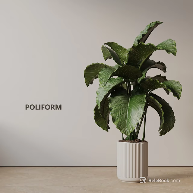 Poliform Potted Plant With Large Green Leaves In White Ribbed Pot Against Light Wall 3d model 