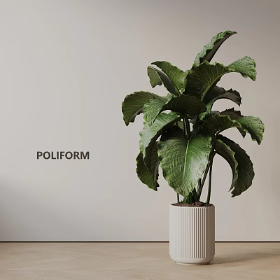 Poliform Potted Plant With Large Green Leaves In White Ribbed Pot Against Light Wall 3d model