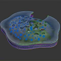 3D Cellular Structure Model With Blue Organelles And Gray Textured Surface