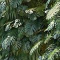 Living Plant Wall With Lush Green Foliage And Diverse Indoor Plant Design