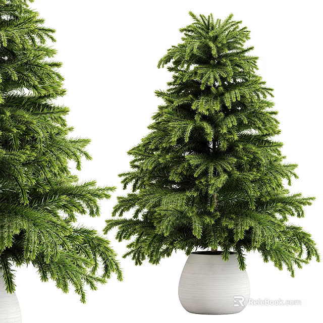 Two Lush Evergreen Arbor Trees With Dense Dark Green Foliage In White Planter 3d model 