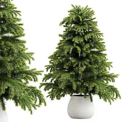 Two Lush Evergreen Arbor Trees With Dense Dark Green Foliage In White Planter 3d model
