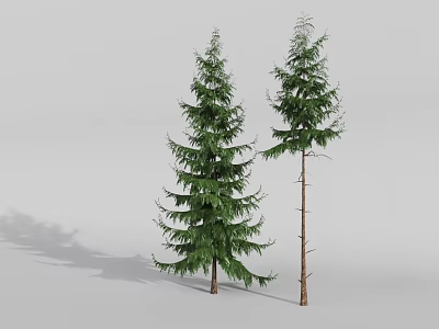 Two Evergreen Trees With Lush And Sparse Foliage Against Gray Background And Shadows 3d model