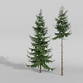 Two Evergreen Trees With Lush And Sparse Foliage Against Gray Background And Shadows