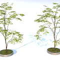 Two Green Arbor Trees In Circular Stone Base With Grass And Light Shadow 3d model