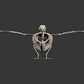 Avian Skeleton Anatomical Structure With Detailed Bone Framework And Scientific 3d model