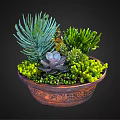 Varied Succulent Plants in Decorative Carved Terracotta Bowl with Spiky Green Rosette and Purple Foliage