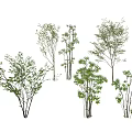 Diverse Arbor Trees With Lush Green Foliage And Various Sizes 3d model