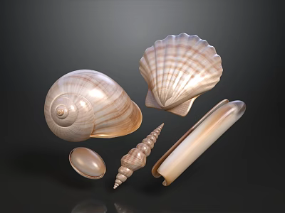 Natural Seashell Collection With Scallop Spiral And Elongated Shells 3d model