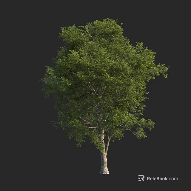 Lush Green Arbor Tree With Dense Foliage And Slender Trunk Structure 3d model