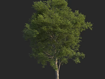 Lush Green Arbor Tree With Dense Foliage And Slender Trunk Structure 3d model