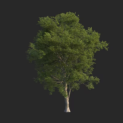 Lush Green Arbor Tree With Dense Foliage And Slender Trunk Structure 3d model